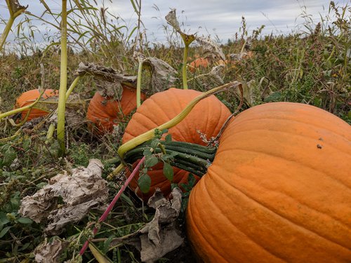 IMG_20181006_123302.jpg