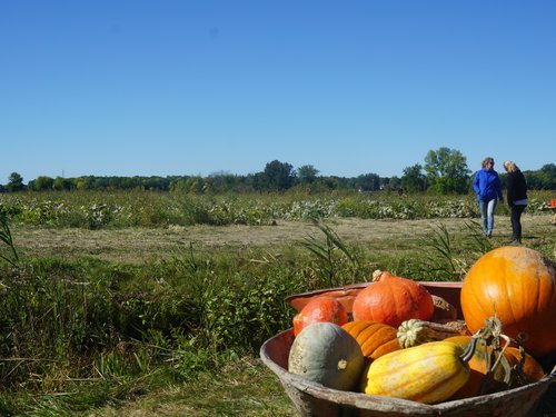 activités - autocueillette - citrouilles (2).JPG