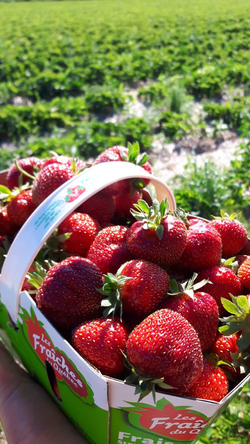 activités - autocueillette -fraises.jpg
